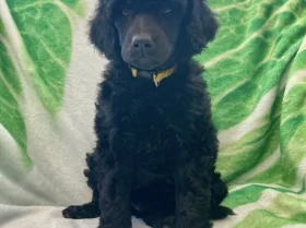 Poodle
