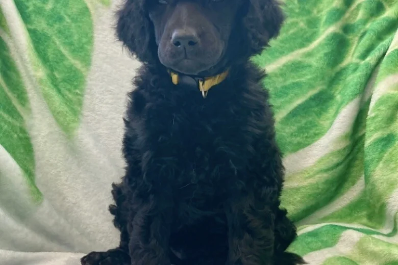 Poodle