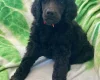 Poodle
