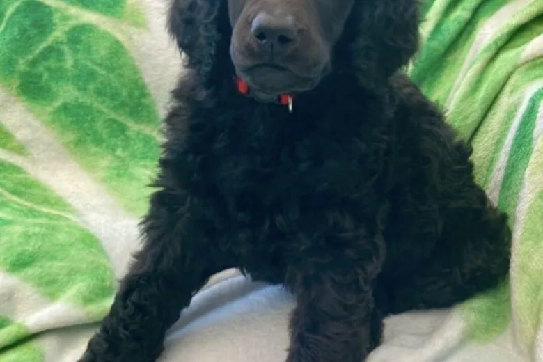 Poodle
