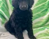 Poodle