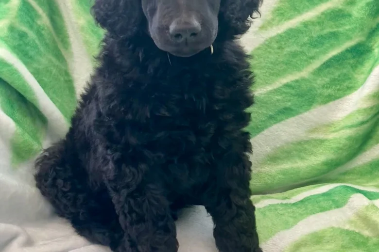 Poodle