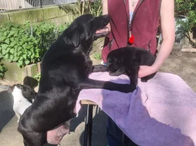 Labrador Retriever