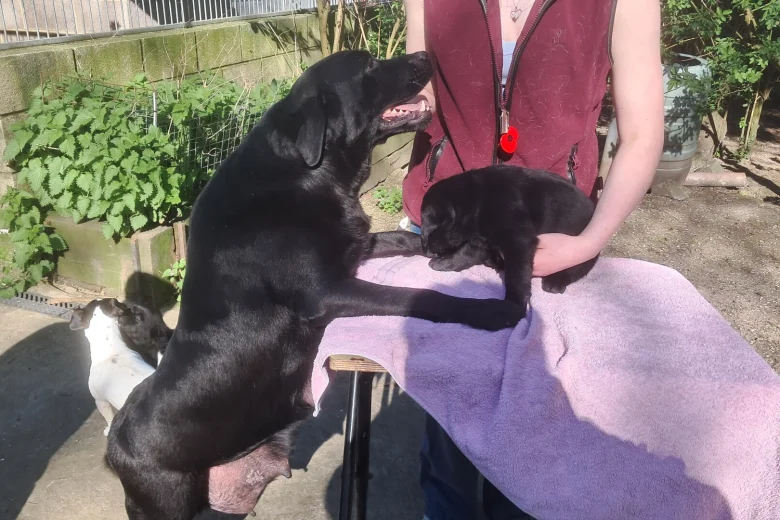 Labrador Retriever