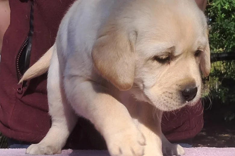 Labrador Retriever