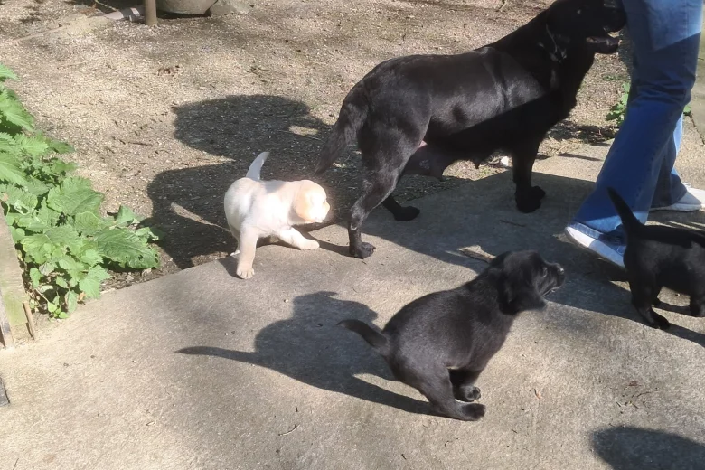 Labrador Retriever