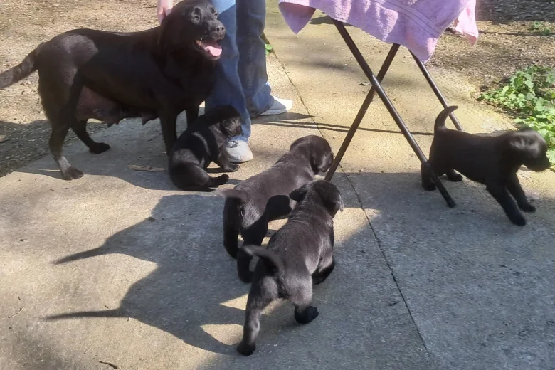 Labrador Retriever