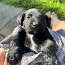 Springador