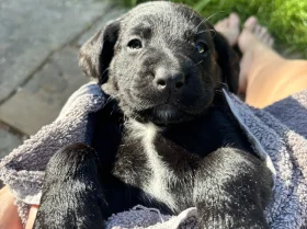 Springador