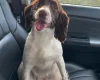 Mixed Breed