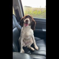 English Springer Spaniel