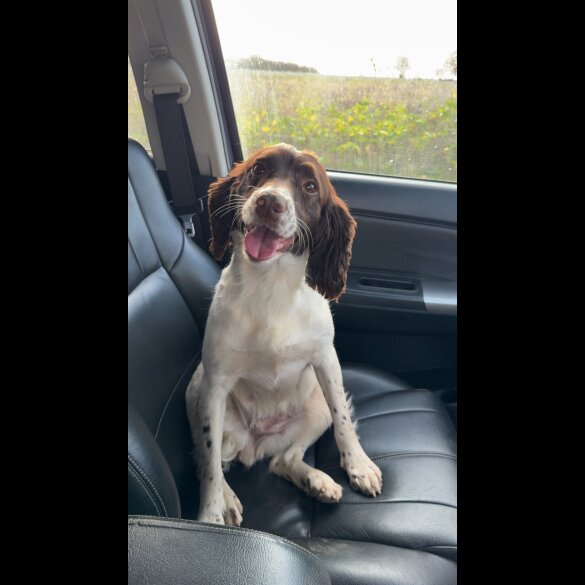 English Springer Spaniel