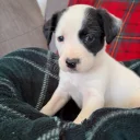 English Springer Spaniel