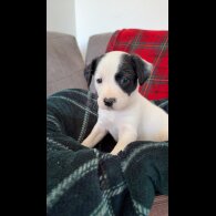 English Springer Spaniel