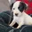 English Springer Spaniel