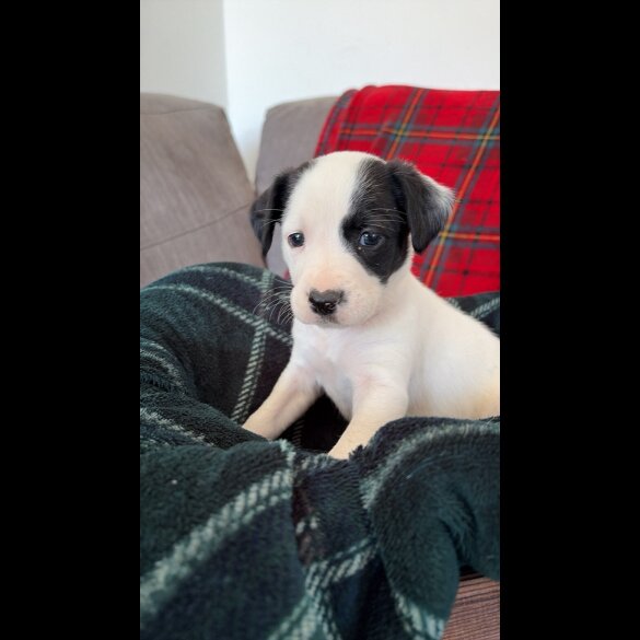 English Springer Spaniel
