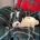 English Springer Spaniel