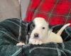 Mixed Breed