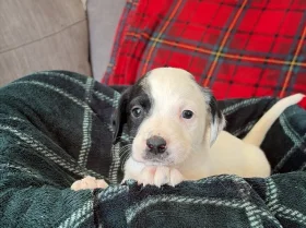 Mixed Breed