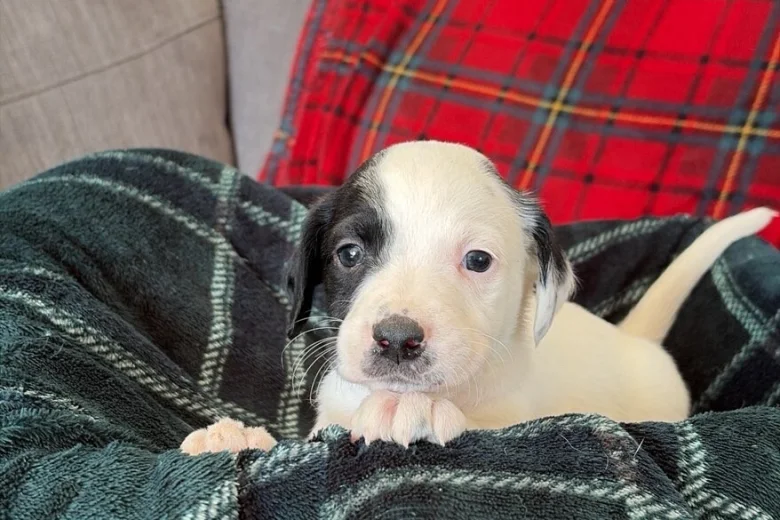 Mixed Breed