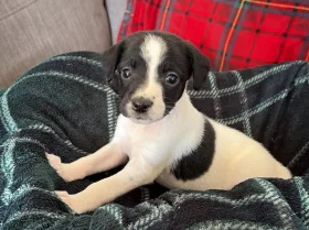 English Springer Spaniel