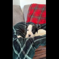 English Springer Spaniel