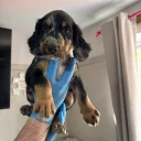 Sprocker Spaniel