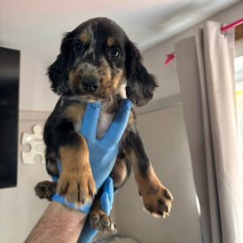 Sprocker Spaniel