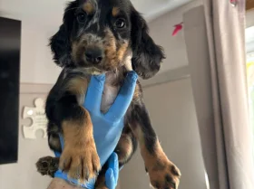 Sprocker Spaniel