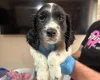 Sprocker Spaniel