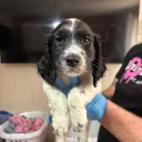 Sprocker Spaniel