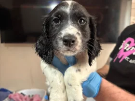 Sprocker Spaniel