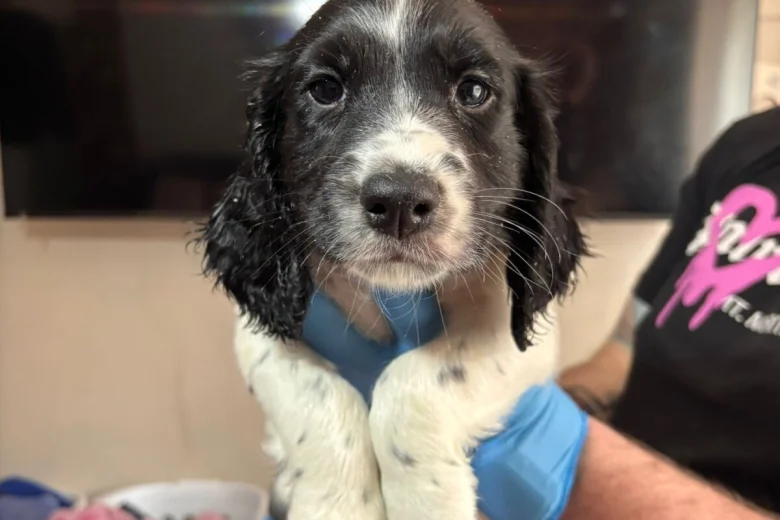 Sprocker Spaniel