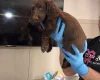 Sprocker Spaniel