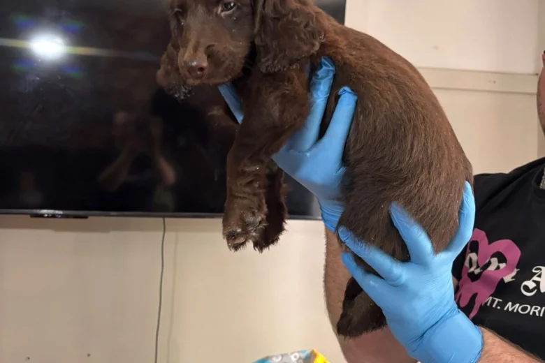 Sprocker Spaniel