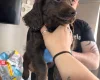 Sprocker Spaniel