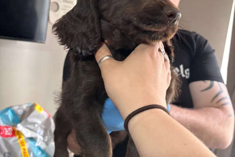 Sprocker Spaniel