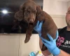Sprocker Spaniel
