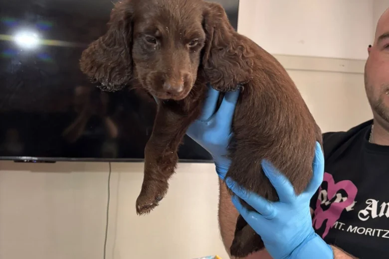 Sprocker Spaniel
