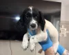 Sprocker Spaniel