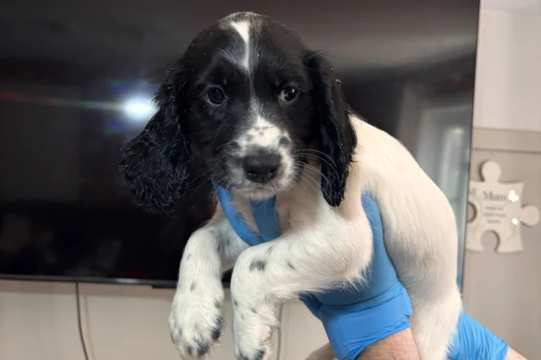 Sprocker Spaniel