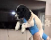 Sprocker Spaniel