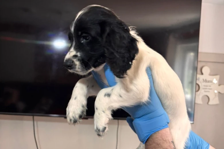 Sprocker Spaniel