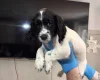 Sprocker Spaniel