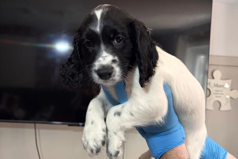 Sprocker Spaniel