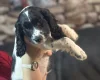 Sprocker Spaniel