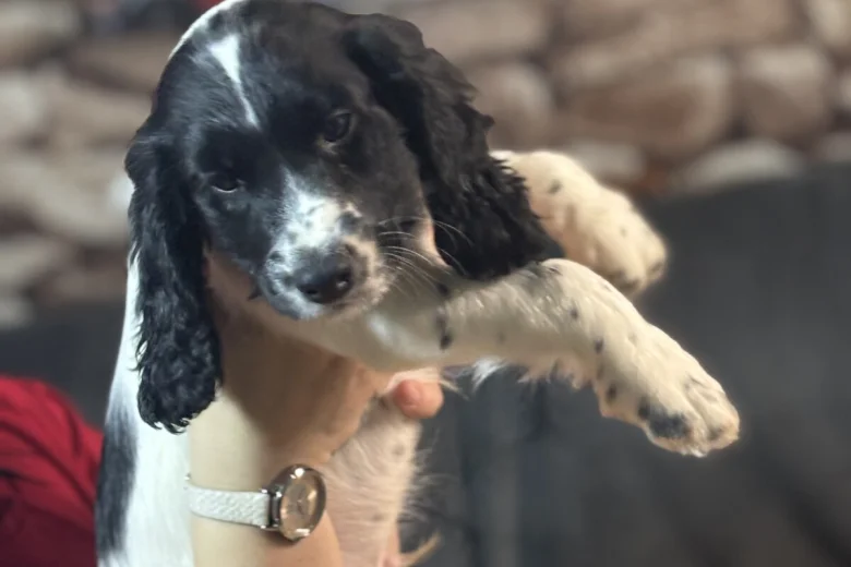 Sprocker Spaniel