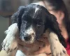 Sprocker Spaniel
