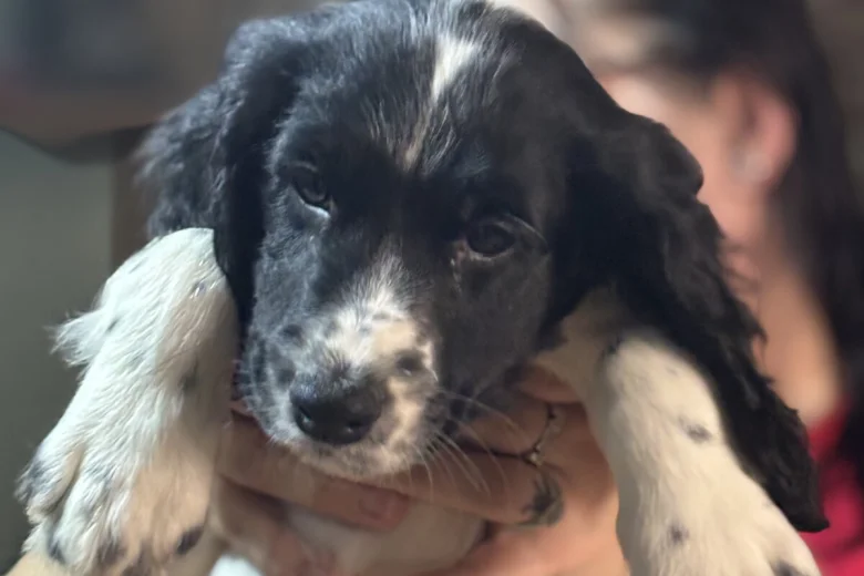 Sprocker Spaniel