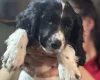 Sprocker Spaniel